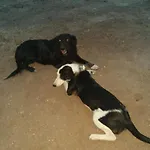 Duplex Llorach I *